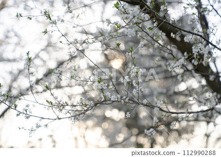 Background of blooming cherry branches in the sunlight 112990288