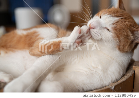 Grooming cat Brown tiger white 112990459