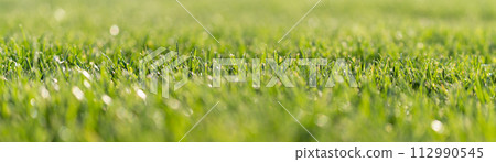 Summer background. Green grass close-up Summer background. Green grass close-up 112990545