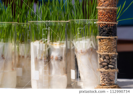 A tube with grain samples on the background of plant sprouts. Agricultural laboratory for the development of new crops.. 112990734