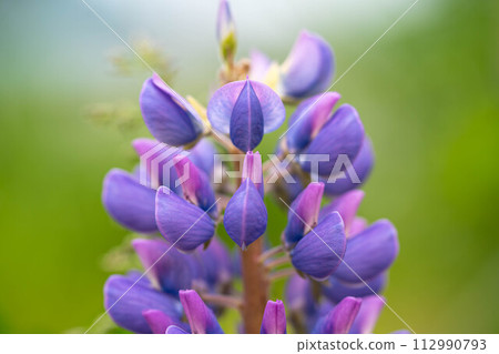 Colors of May ~Lupins~ 112990793