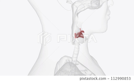 The epiglottis is a flap of tissue that sits beneath the tongue at the back of the throat The epiglottis is a flap of tissue that sits beneath the tongue at the back of the throat 112990853