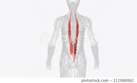 The longissimus muscle is a long intrinsic muscle of the back and together with spinalis and iliocostalis muscles 112990862