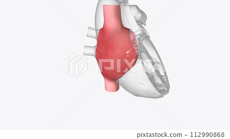 Right atrium: one of the four chambers of the heart Right atrium: one of the four chambers of the heart 112990868