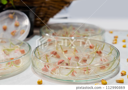 Growing wheat and beans in the laboratory. Smart technologies in agriculture 112990869