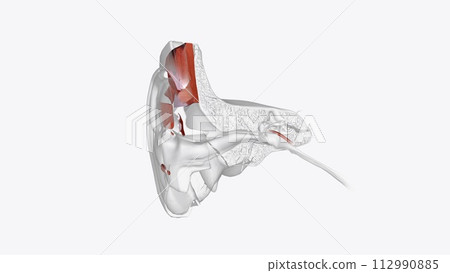 Ear Coronal Cross Section of Muscular system Ear Coronal Cross Section of Muscular system 112990885