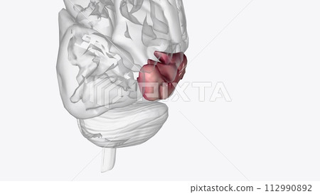 The middle temporal gyrus is located on the lateral surface of the temporal lobe ventral to the superior temporal gyrus The middle temporal gyrus is located on the lateral surface of the temporal lobe ventral to the superior temporal gyrus 112990892