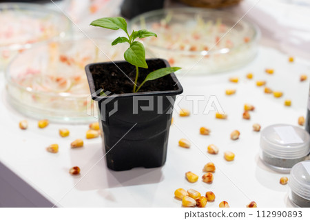 Growing wheat and beans in the laboratory. Smart technologies in agriculture Growing wheat and beans in the laboratory. Smart technologies in agriculture 112990893
