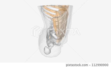 The peritoneum is the serous membrane that lines the abdominal cavity 112990900