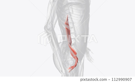 The iliopsoas muscle refers to the joined psoas major and the iliacus muscles The iliopsoas muscle refers to the joined psoas major and the iliacus muscles 112990907