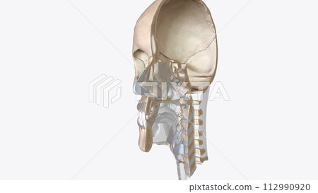 Cartilage is an important structural component of the body. It is a firm tissue but is softer and much more flexible than bone 112990920