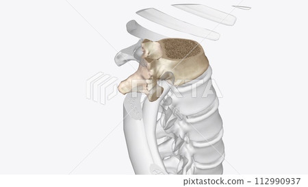 Twelfth thoracic vertebra 112990937