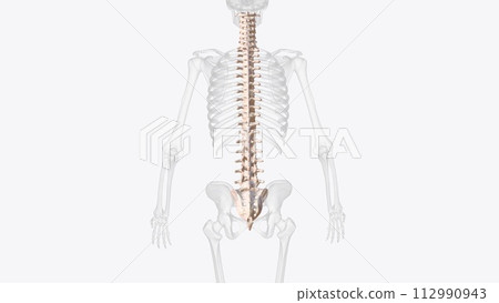 The vertebral column is a series of approximately 33 bones called vertebrae, which are separated by intervertebral discs The vertebral column is a series of approximately 33 bones called vertebrae, which are separated by intervertebral discs 112990943