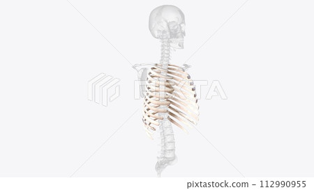 The rib cage consists of 24 ribs , which are attached to a long, flat bone in the centre of the chest called the sternum The rib cage consists of 24 ribs , which are attached to a long, flat bone in the centre of the chest called the sternum 112990955