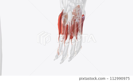 The muscles that act on the hand can be divided into two groups: Extrinsic muscles 112990975