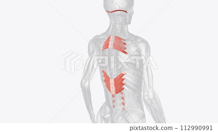 The extrinsic muscles include the trapezius, latissimus dorsi, rhomboid major and minor, levator scapulae, The extrinsic muscles include the trapezius, latissimus dorsi, rhomboid major and minor, levator scapulae, 112990991