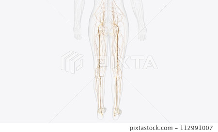 Nerves of pelvis and Iower limb 112991007