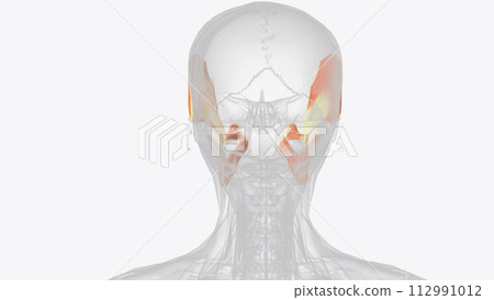The muscles of mastication are a group of muscles associated with movements of the jaw 112991012