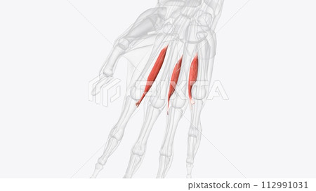Palmar interosseous muscles of right hand 112991031