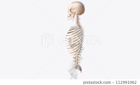 axial skeleton is made up of the 80 bones within the central core of your body 112991062