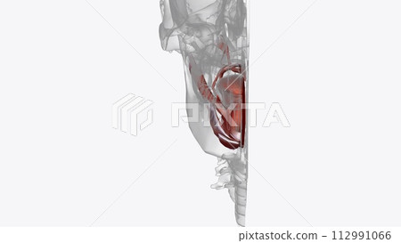 Muscles of head region Muscles of head region 112991066