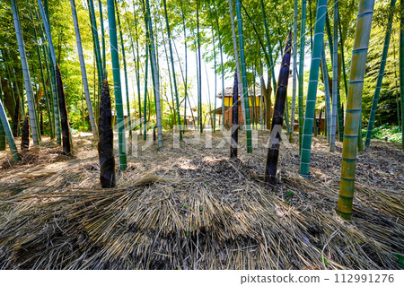 春天竹叢中生長的竹筍 112991276