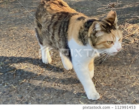 Stray cat walking Stray cat walking 112991453