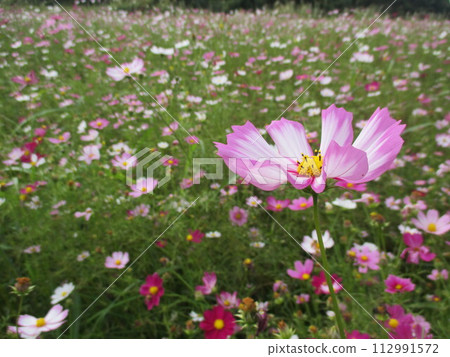 在秋天的草地上,色彩鮮豔的波斯菊綻放著美麗的花朵。 在秋天的草地上,色彩鮮豔的波斯菊綻放著美麗的花朵。 112991572