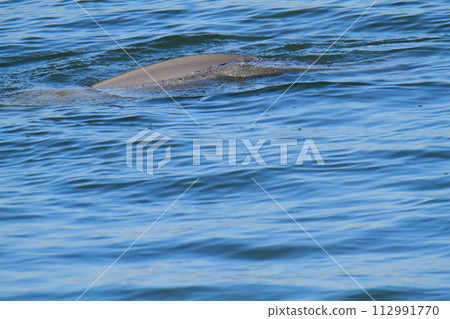 Omuta City, Miike Port, swimming finless porpoise, 112991770