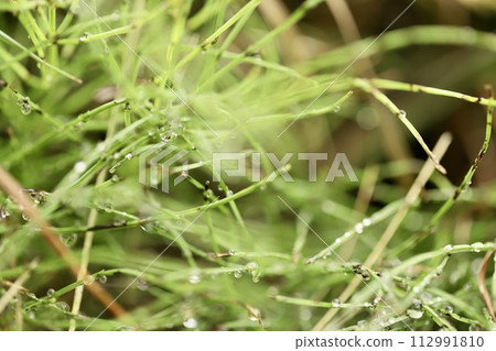 馬尾草被雨滴覆蓋，是一種麻煩的雜草 112991810