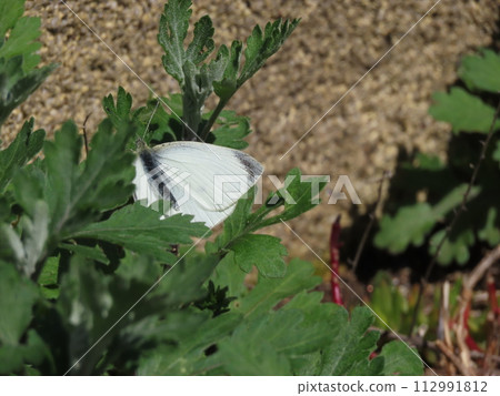 Spring-type male cabbage butterfly perched on a leaf Spring-type male cabbage butterfly perched on a leaf 112991812