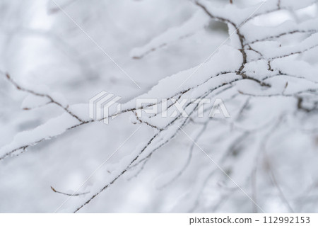Snow covered trees Snow covered trees 112992153