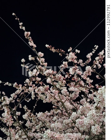 Night cherry blossoms and stars blooming in the park at night 112992791