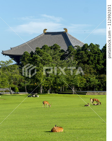 Nara Park Kasuganoenchi and herd of deer in summer Nara Park Kasuganoenchi and herd of deer in summer 112992831