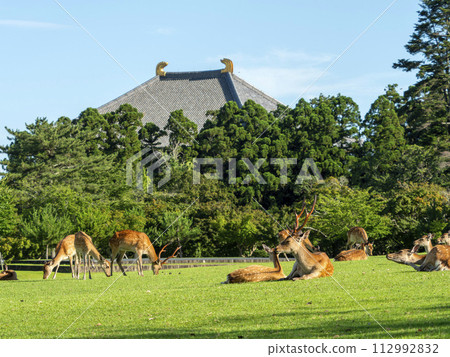 Nara Park Kasuganoenchi and herd of deer in summer Nara Park Kasuganoenchi and herd of deer in summer 112992832