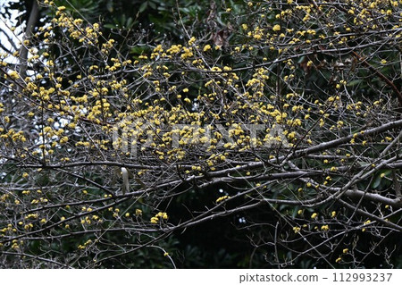 Sanshuyu flower 112993237