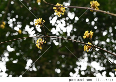 三樹玉花 112993243