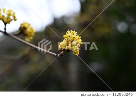 三樹玉花 112993246