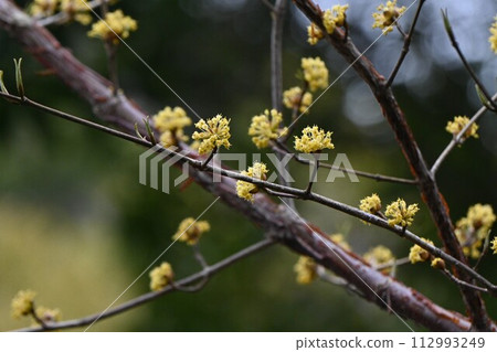 三樹玉花 三樹玉花 112993249