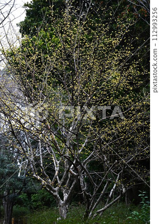 三樹玉花 三樹玉花 112993256