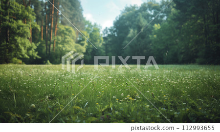 Field of White and Yellow Flowers with Trees in the Background 112993655