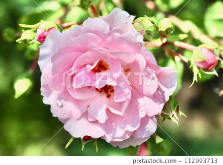Pink rose Bonica and buds with dew drops in the garden. Perfect for a background of greeting cards 112993713