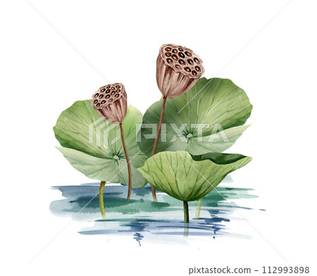 Green lotus leaves and lotus seed head growing in water, watercolor illustration isolated on white. Asian tropical water lily plant with brown seed capsule, for spa and yoga salon, blogs Green lotus leaves and lotus seed head growing in water, watercolor illustration isolated on white. Asian tropical water lily plant with brown seed capsule, for spa and yoga salon, blogs 112993898