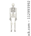 Human bone 112993992