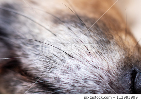 Black wet dog nose closeup, macro photography Black wet dog nose closeup, macro photography 112993999