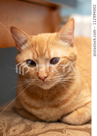 Ginger cat lying on a stool at home 112994002