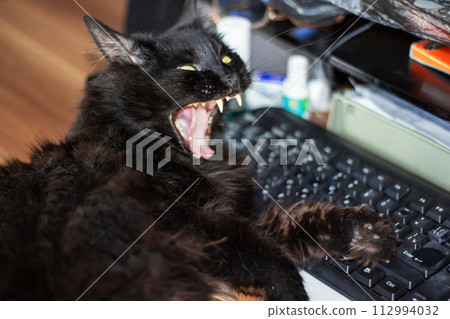 Black impudent cat lying on the keyboard 112994032