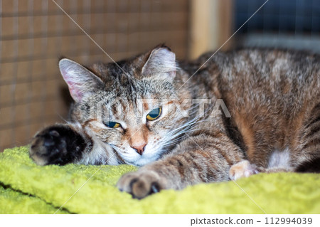 Little tricolor cat sleeping in a bed Little tricolor cat sleeping in a bed 112994039