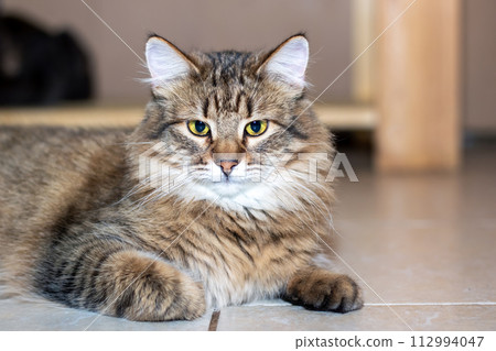 Playful gray shaggy cat at home closeup 112994047