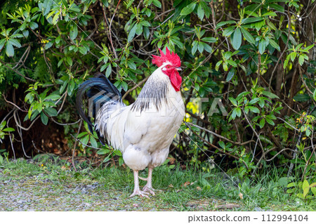 Vivid red crested rooster with white and black feathers set against dense greenery Vivid red crested rooster with white and black feathers set against dense greenery 112994104